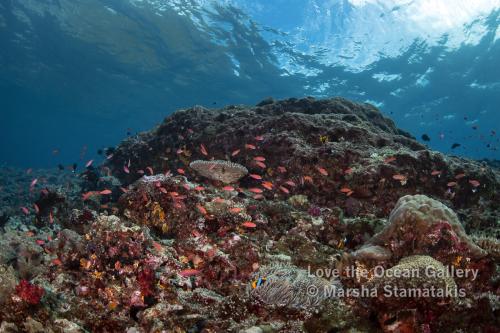 Anthias on a Reef